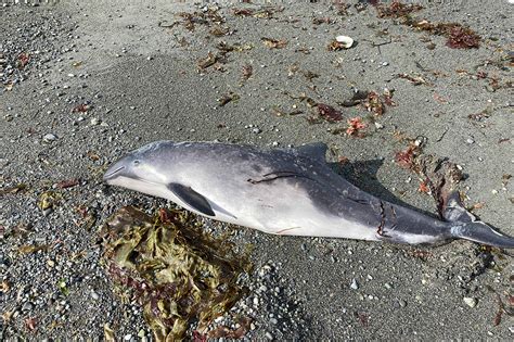 Beached Harbor Porpoise Found In Dungeness Sequim Gazette