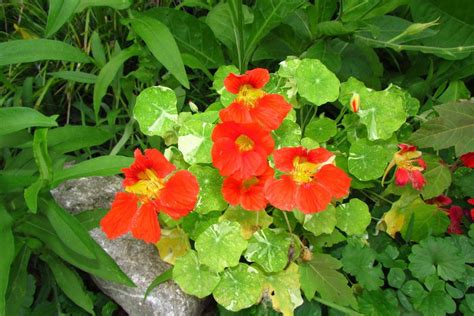 Photo Of The Bloom Of Nasturtium Tropaeolum Majus Alaska Scarlet