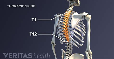 Thoracic Spine Nerve Diagram