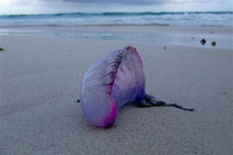 Spawning takes place for the portuguese man o' war in the fall. What is a Portuguese man o' war and why are they being ...