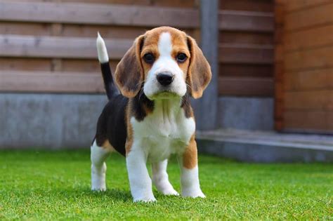 55 Very Cute Beagle Dog And Baby Beagles Hd Wallpaper Pxfuel