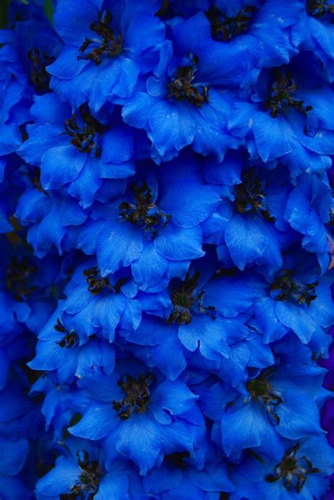 Blue Delphiniums By Keartona Delphinium Azul Delphiniums Delphinium