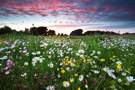For A Perfect Wildflower Meadow Hornby Garden Designs