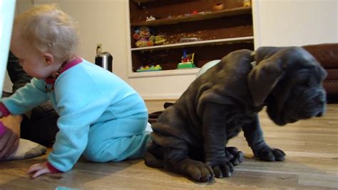 Neapolitan Mastiff Puppy With Cute Baby Youtube