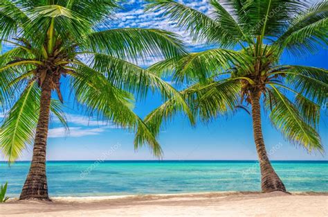 Palmeras En Exotic Beach República Dominicana — Foto De Stock