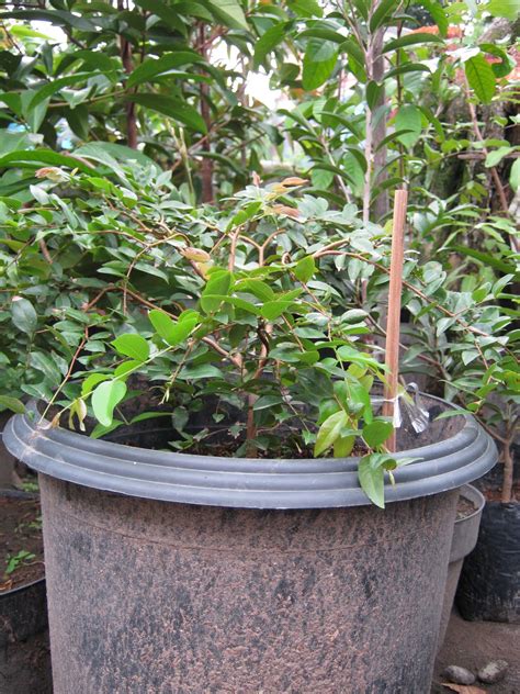 Maybe you would like to learn more about one of these? Aneka Tanaman Langka: Anggur Pohon