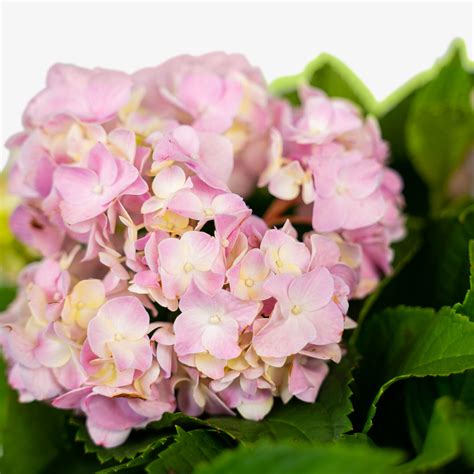 Nikko Blue Hydrangea For Sale Online The Tree Center