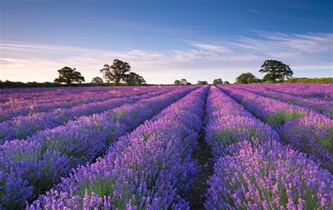 Farmers Growing British Lavender Country Life Landscape Photography