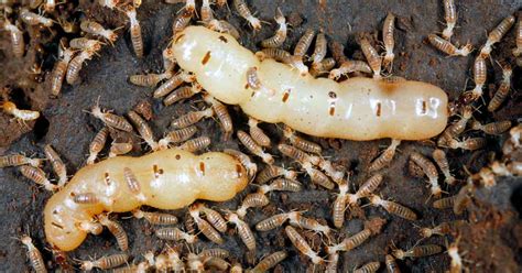 How To Kill Termites And Protect Against Their Damage