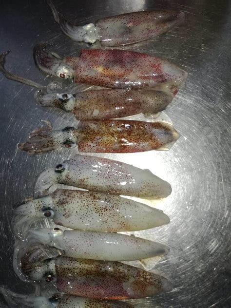 Patagonan Squid Loligo Gahi Boni Seafood Inc