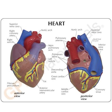 Heart Anatomical Model Life Size Most Popular