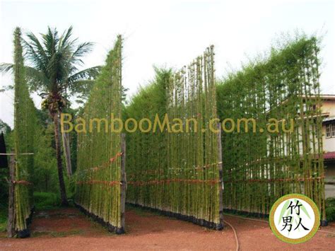 How To Create A Smart Bamboo Bamboo Whitsunday