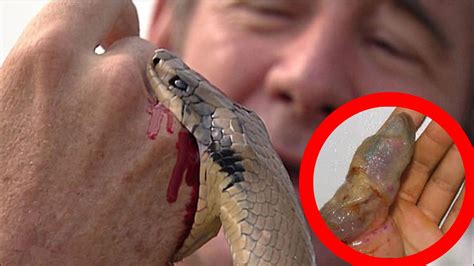 Top 10 Cobras Mais Venenosas Do Mundo Youtube