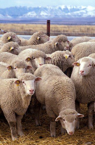 Wikisheepmediafileflockofsheep