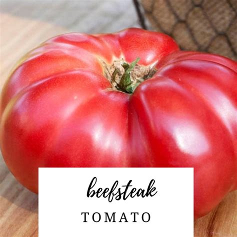 Beefsteak Tomato Dutch Garden Nursery