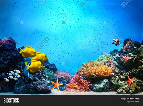 Underwater Scene Coral Reef Colorful Fish Groups And Sunny Sky
