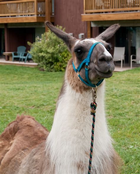 Harry Potter Llama A Photo On Flickriver