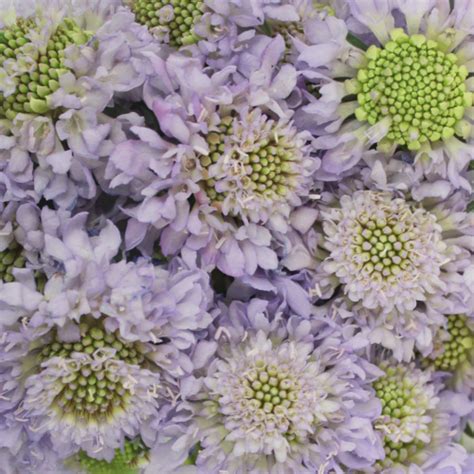 Lavender Blush Scabiosa Flower