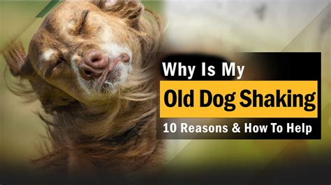 Why Is My Old Dog Shaking 10 Reasons And How To Help Puppyplaying Medium