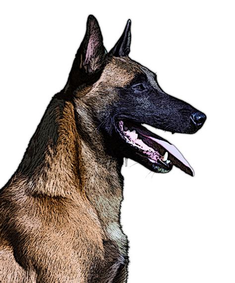 Alles over de belgian cats: Malinois clipart - Clipground