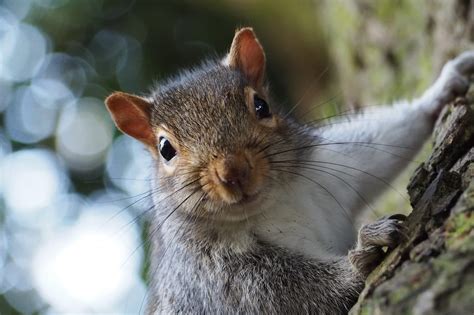Cheeky Grey Squirrel Portrait Environmental Pest Management