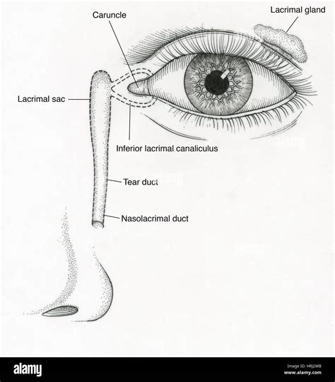 Lacrimal Caruncle Fotos Und Bildmaterial In Hoher Auflösung Alamy