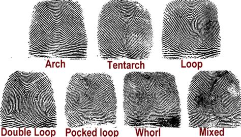 Fingerprints And The Science Of Fingerprinting Fingerprints