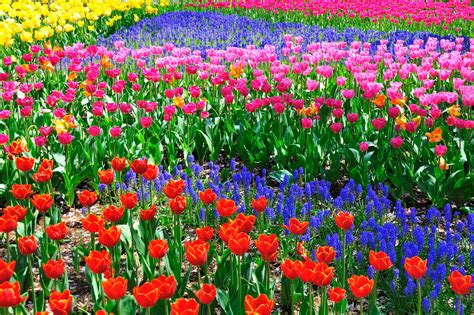 Free Photo Spring Flower Color Colorful Flora Free Download Jooinn