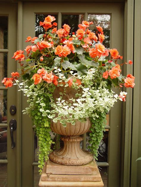 15 Most Beautiful Container Gardening Flowers Ideas For Your Home Front