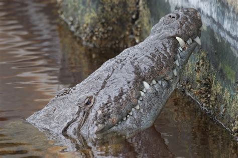 American Crocodile Closeup Matthew Paulson Photography