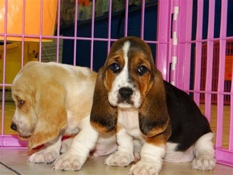 He opens the sliding door by himself to come in to the house. Basset Hound, Puppies, Dogs, For Sale, In Columbia, South ...