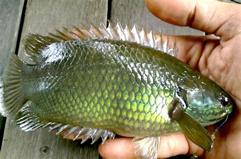 Kali ini kita akan mancing ikan betok, atau ikan puyu. Peluang Usaha Budidaya Ikan Papuyu Dan Analisa Usahanya ...
