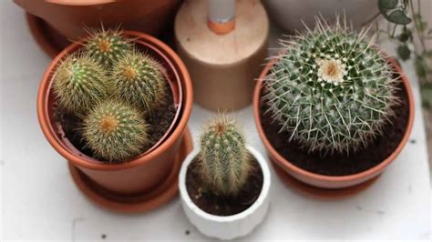 How To Transplant A Cactus An Easy And Complete Guide