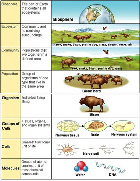 Biological Levels Of Organization Worksheet