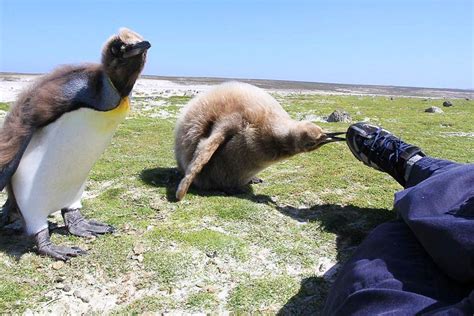 Yeniden dene ya da daha fazla bilgi almak için twitter durumu sayfasını ziyaret et. Penguins International on Twitter in 2020 | Penguins ...