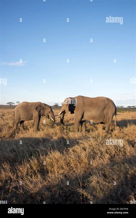 Two African Bush Elephants Loxodonta Africana Serengeti National Park