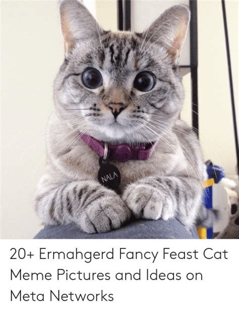 Nala 20 Ermahgerd Fancy Feast Cat Meme Pictures And Ideas On Meta