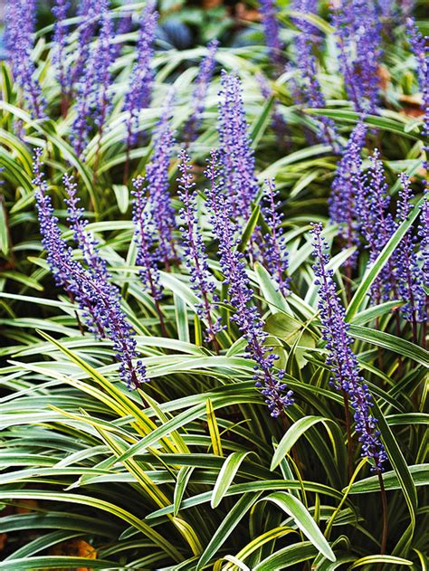 The 10 Best Perennials For Shade