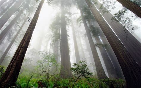 Nature Landscape Redwood Trees Mist Ferns Shrubs Forest Perspective
