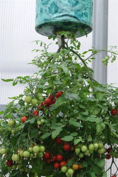 Growing Tomatoes As You Didnt Know Upside Down With These