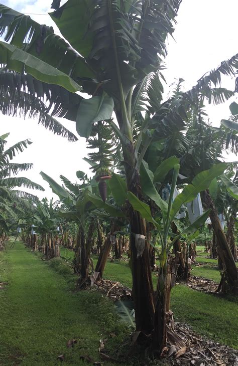 Nsw Dpi Developing The Banana Industry