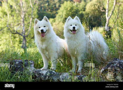 Samoyed Two Adult Dogs On A Rock Germany Stock Photo Alamy