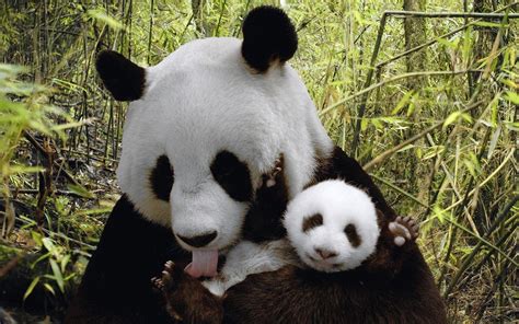 Cute Baby Panda Wallpaper Wallpapersafari Riset