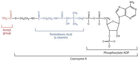 Refer to the citric acid cycle (cac or tca cycle). 20.3: Overview of Stage II of Catabolism - Chemistry ...