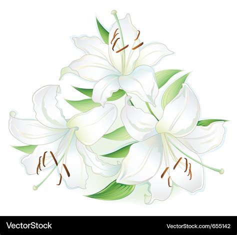 White Lilly Royalty Free Vector Image Vectorstock