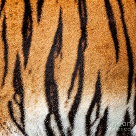 Real Tiger Fur Pattern Photograph By Sarah Cheriton Jones