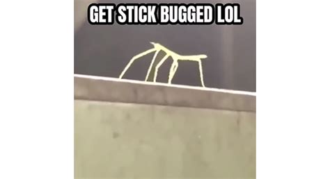What Is Stick Bugging Get Stick Bugged Lol Stayhipp