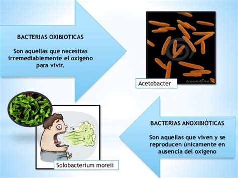 Bacterias Microbiologia