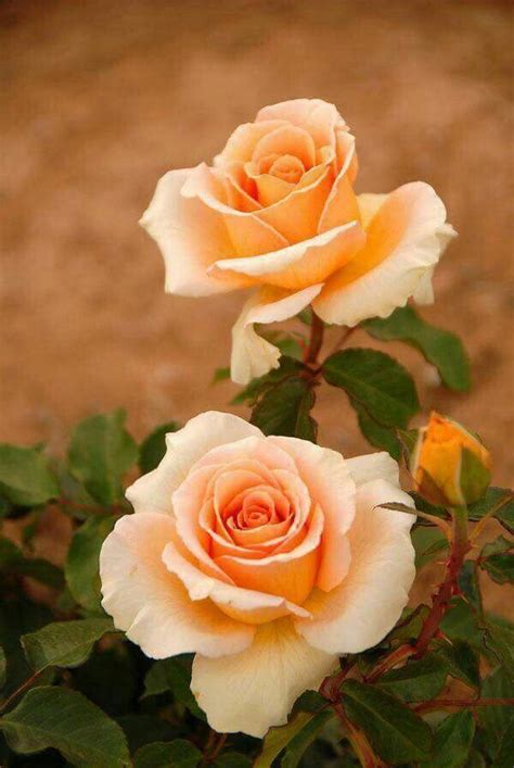 Beautiful Peach Colored Rose Bebe So Pretty Pinpoint