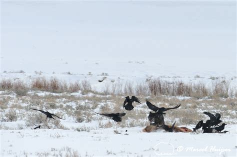 Marcel Huijser Photography Rocky Mountain Wildlife Black Wolf Canis